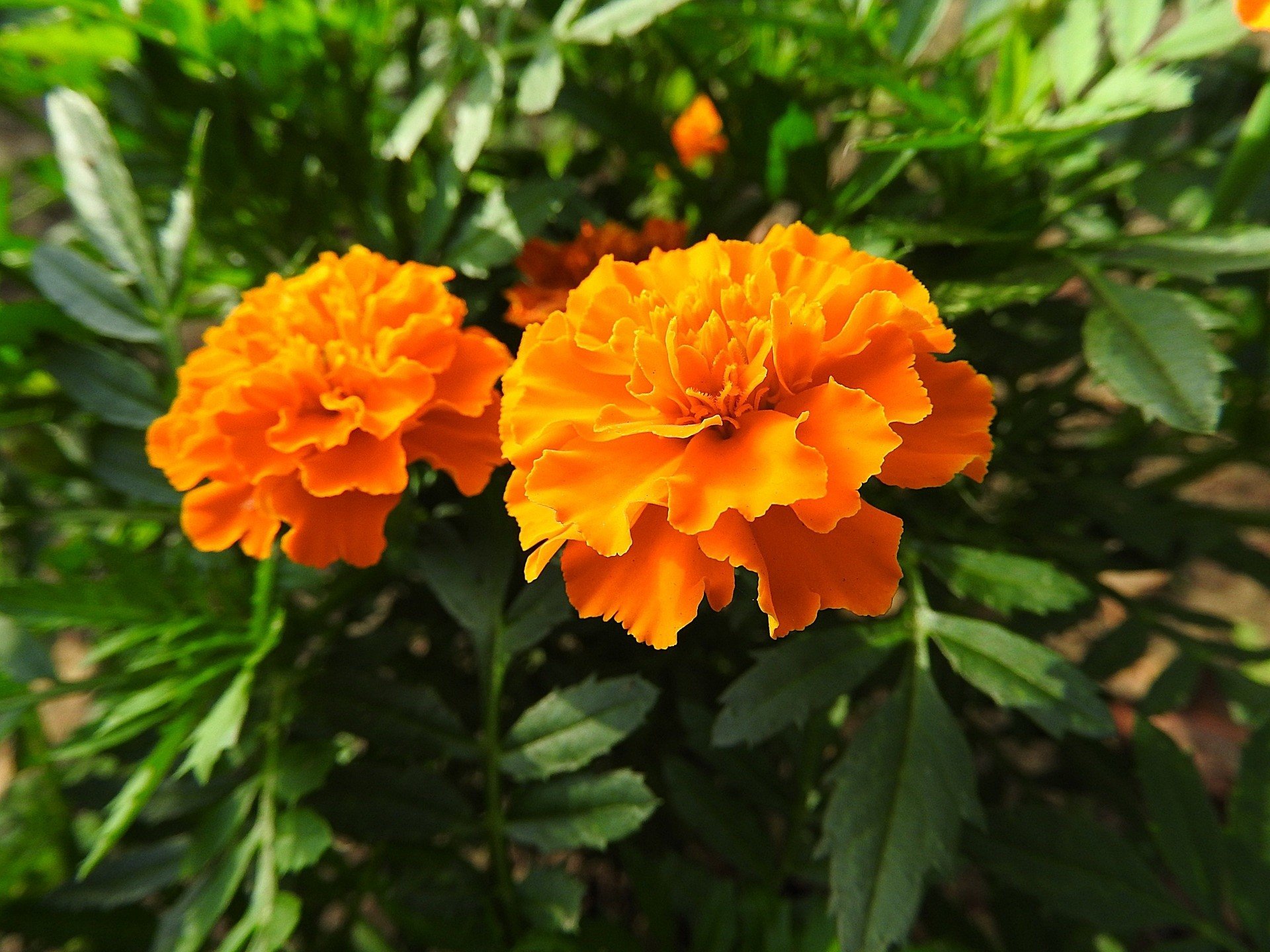 7 najpopularniejszych jednorocznych kwiatów na rabaty | RegioDom