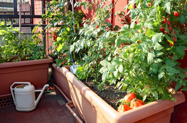 Warzywa uprawiane na balkonie najlepiej zasilać ekologicznymi nawozami.