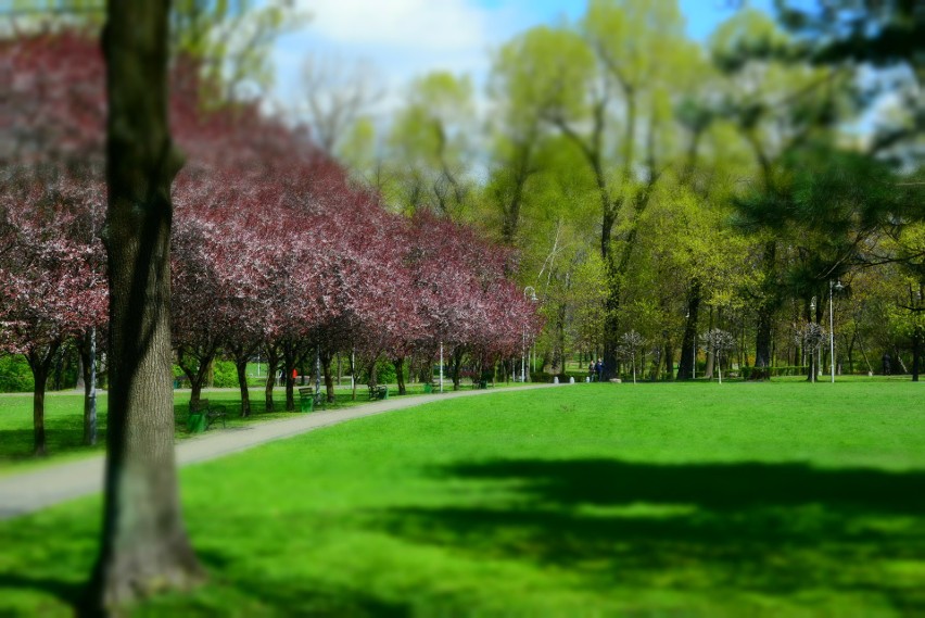 Park Kościuszki w Katowicach