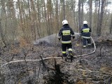 Pożar lasu koło Brzeźna Szlacheckiego (ZDJĘCIA) 