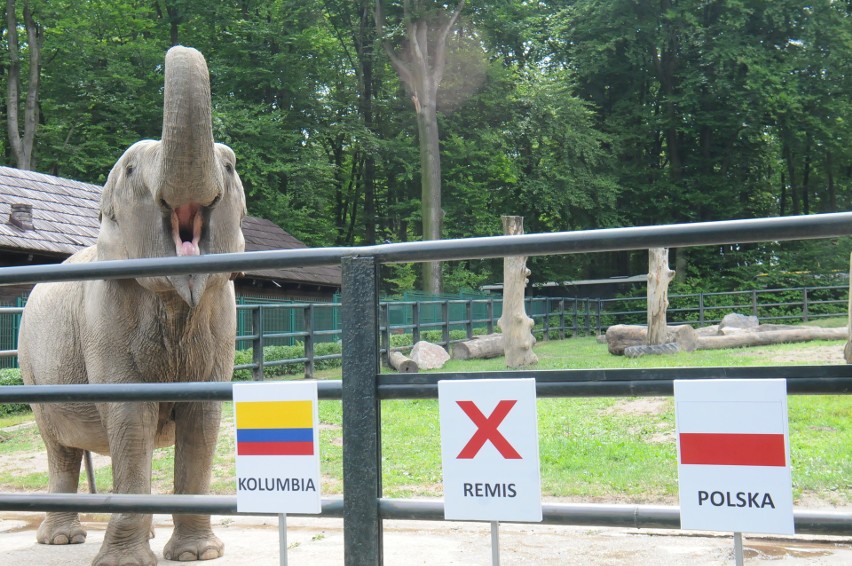 Mundial. Słonica z krakowskiego zoo odbiera złudzenia kibicom biało-czerwonych