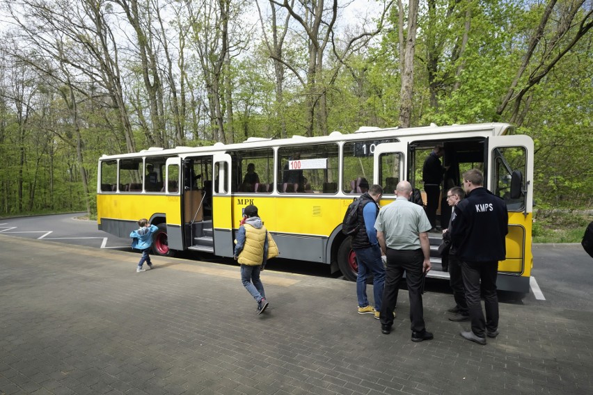 Historyczne autobusy Ikarus, DAF i "ogórek" wróciły na ulice Poznania. Sprawdź trasy i rozkłady linii turystycznych