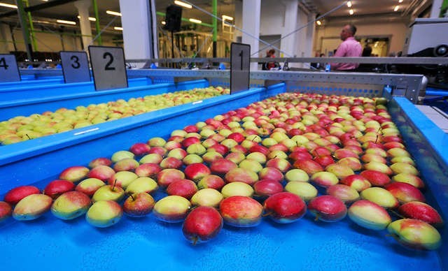 W zeszłym roku w Wierzchucicach koło Sicienka powstała nowoczesna sortownia Grupy Producentów Owoców Galster. Jej maszyny w ciągu godziny mogą przesortować (podzielić na 25 klas jakości) i przygotować do transportu 30 ton jabłek. W zakładzie są cztery lin