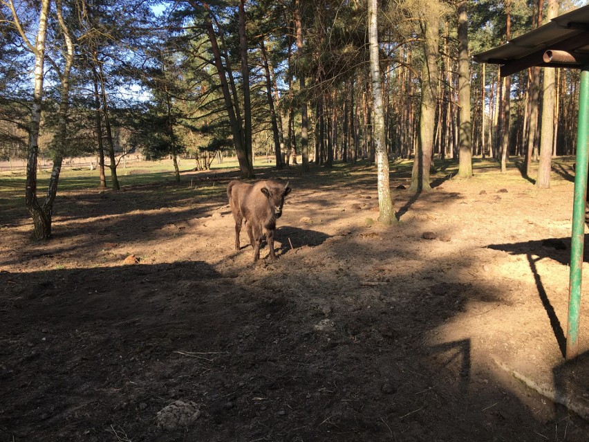 Posmykałka jeszcze w Kiermusach, skąd przyjechała do Lasów...