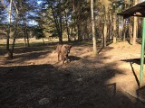 Żubry w Lasach Janowskich: Posmykałka dołączyła do stada