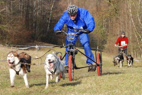 Wyścigi psich zaprzęgów