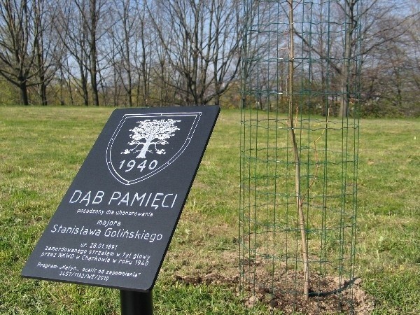 Dęby rosną na Zniesieniu, u podnóża Kopca Tatarskiego.