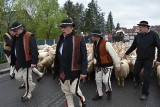 Święto baców w Ludźmierzu. Górale tradycyjnie zaczynają sezon wypasu owiec. Zobaczcie zdjęcia