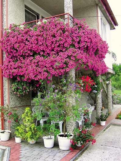 Krasne – balkon Agaty Tekieli. Wlaścicielka pokochala rózowe...