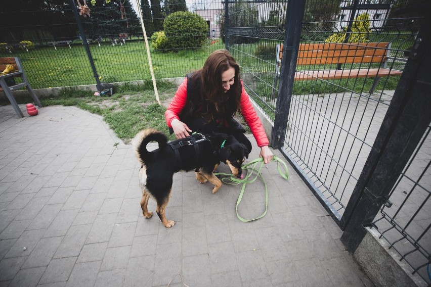 Schronisko dla zwierząt w Katowicach poszukuje wolontariuszy