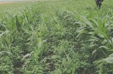 Plantację konopi wartą pół miliona zł ukrył w kukurydzy (zdjęcia, wideo)