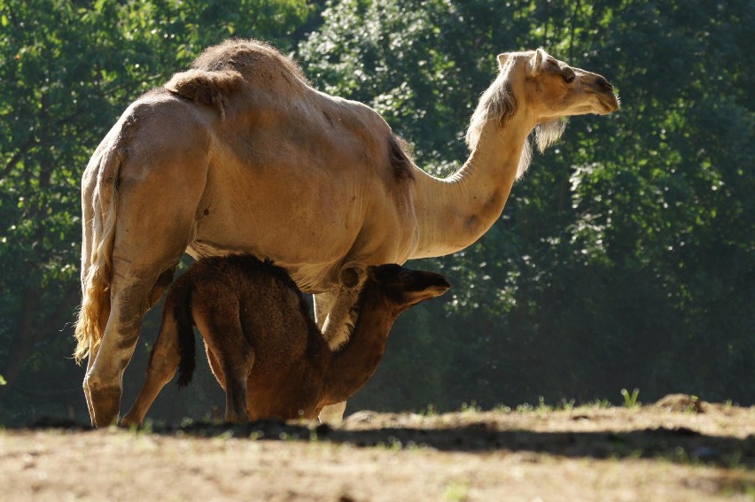 Zoo powitało dwa dromadery

Zobacz także: