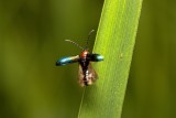 Skrzypionki powróciły na pola zbóż. Żerujące larwy mogą poważnie osłabić plony
