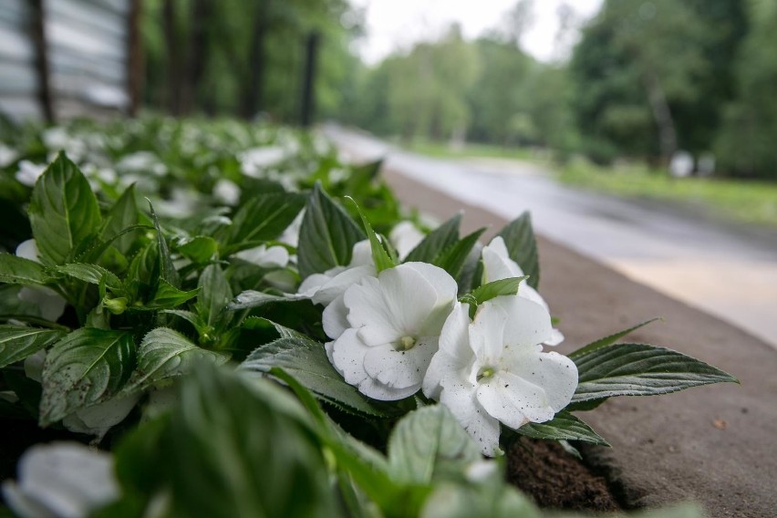 Park Krakowski po remoncie wygląda znakomicie. Zobacz EFEKT...