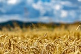 Polski Ład dla rolników. 7 zmian w rolnictwie, które ma wprowadzić nowy program rządu. M.in. wyższe dopłaty dla małych gospodarstw
