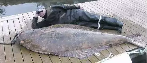 Halibut i gigant i wędkarz. Wyciągniecie takiej ryby kosztowało Mariusza Lubkiewicza mnóstwo wysiłku. - Ale tego, co czułem podczas holowania nie da się opisać słowami - mówi szczęśliwy.