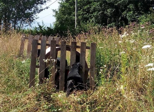 Kęty. Grupy poszukiwawczo-ratownicze z Polski i Czech ćwiczyły na poligonie w Grojcu [ZDJĘCIA]