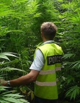 Policjanci zlikwidowali w Brzozowie plantację marihuany