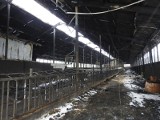 Wierzbowo. W pożarze stracili prawie 150 krów,  ale nie tracą nadziei 