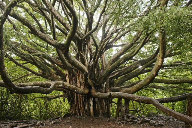Banyan to narodowe drzewo Indii, a drzewo w Kalkucie jest jednym z największych na świecie. Obejście korony tego indyjskiego gigantycznego figowca bengalskiego zajmuje dziesięć minut! Banyan, w powieści Daniela Defoe z 1719 roku, był miejscem, w którym Robinson Crusoe tworzy swój dom. Drzewo figowe jest wymieniane w wielu pismach religijnych jako drzewo nieśmiertelności. Banyan ze zdjęcia rośnie na Hawajach.
