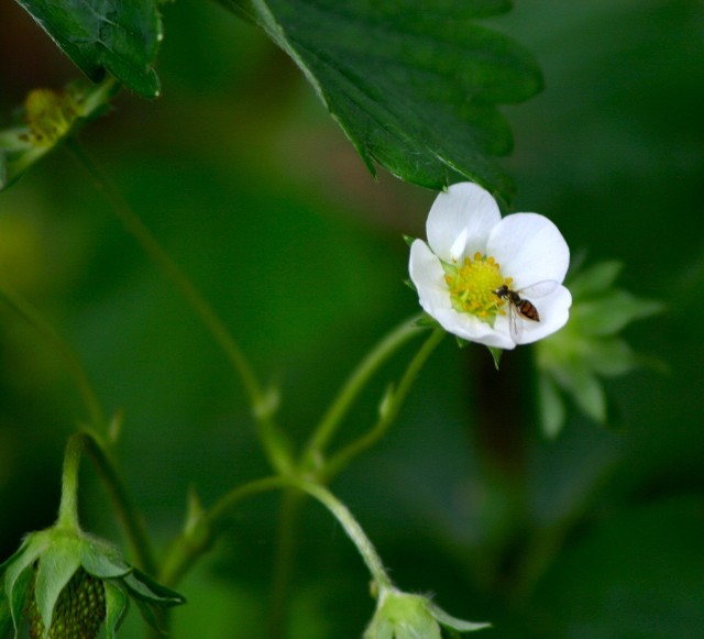 Kwiat truskawkiBadacze twierdzą, że organiczne uprawy roślin opłacają się. Naukowcy dowodzą, że większy odsetek roślin z ekologicznych upraw jest zapylany przez owady.