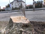 Drzewa mają wrócić na ulice Opola