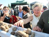 Dzień świętej Tekli. Pieczone kartofle rozchodziły się jak gorące bułeczki (zdjęcia, video)