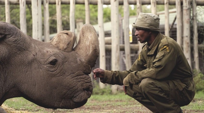 Nosorożec Sudan miał 45 lat. Dziś został uśpiony
