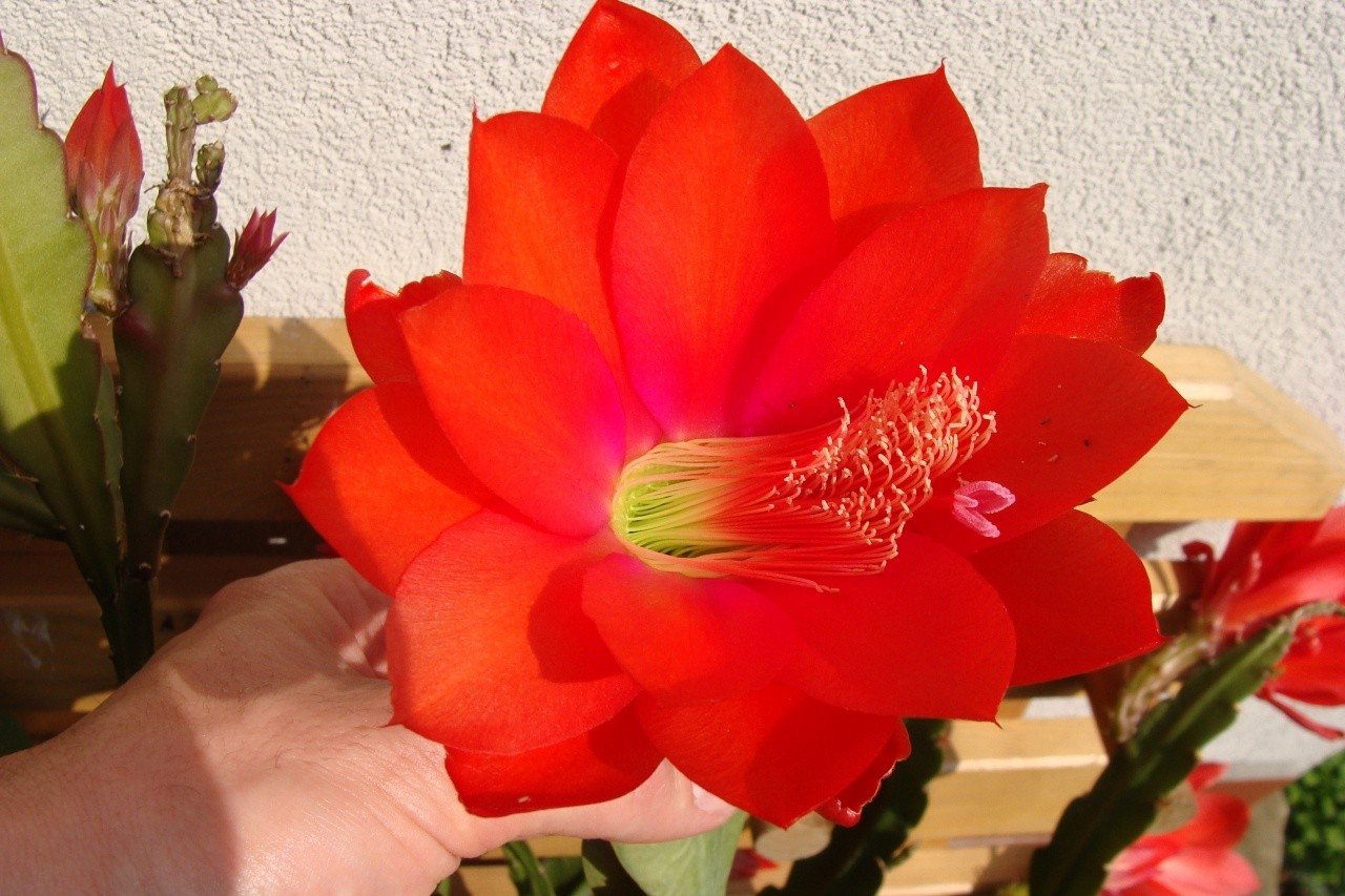 kaktus gymnocalycium pflege Gymnocalycium Mihanovichii Variegata (Kaktus)  Foliage Dreams
