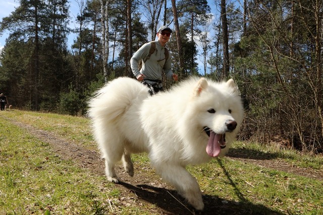 Śląskie rozpoczęło sezon dogtrekkingu. Pierwsze zawody odbyły się w Lublińcu