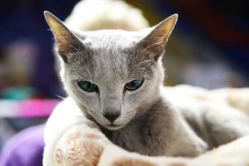 Kot rosyjski niebieski, gdy hipnotyzuje szmaragdowym...