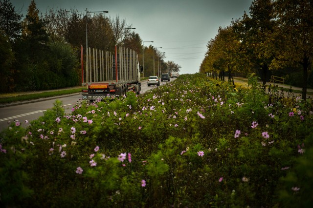 Kwietne łąki w Białymstoku przekwitają. To okazja do zbioru nasion
