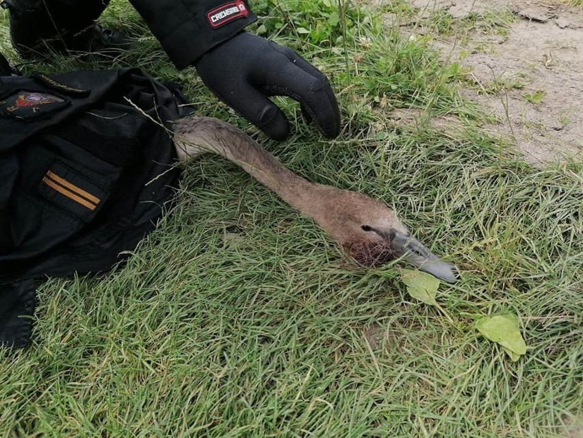 W miejscowości Pełnatycze strażacy ratowali łabędzia, który połknął haczyk wędkarski wraz z żyłką [ZDJĘCIA]