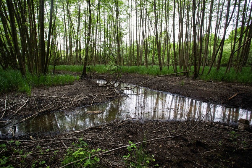 Wrocławskie Inwestycje złamały przepisy ustawy o ochronie przyrody? Jest zgłoszenie na policję