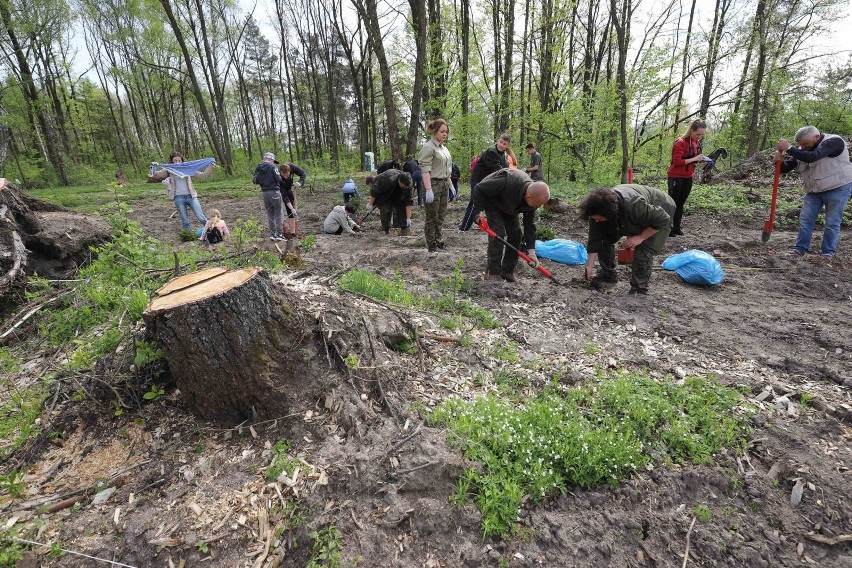 Białystok. Odnawianie lasu zniszczonego przez burzę. Sadzenie drzewek na Antoniuku (zdjęcia, wideo)