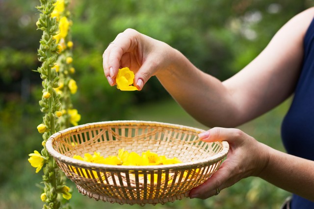 Jako surowiec leczniczy używa się kwiaty dziewanny. Są one bardzo delikatne, dlatego zbiera się je ręcznie.