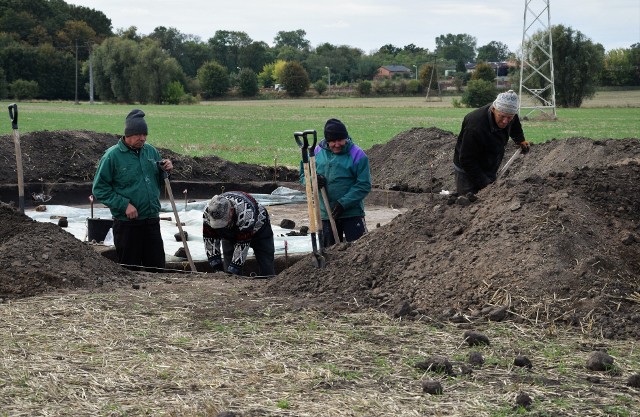 - Ciągle nas to miejsce zaskakuje - tak o polu w Kruszy Zamkowej, należącym do Krzysztofa Patera, mówi dr Józef Bednarczyk z Instytutu Archeologii Uniwersytetu im. Adama Mickiewicza w Poznaniu. O niezwykłych znaleziskach, których dokonują w Kruszy poznańscy archeolodzy pod kierownictwem doktora Bednarczyka, pisaliśmy kilkakrotnie. Również w tym roku udało się tam natrafić na bardzo ciekawe przedmioty, a przede wszystkim miejsca, których historia sięga nawet siedmiu tysięcy lat wstecz. Kilka dni temu odwiedziliśmy archeologów. Prace prowadzili na trzech stanowiskach. - Mamy kolejną świątynię. Wydaje się być najstarsza z wszystkich odkrytych na tym terenie. Pochodzi z drugiego wieku przed Chrystusem - informował dr Bednarczyk. Podobnie jak poprzednio odkryte świątynie, tak i ta miała glinianą podłogę. Jej konstrukcja wspierała się na drewnianych słupach. Był to niewielki obiekt wewnątrz, którego znajdowało się miejsce na ognisko. Rozpalano je na czas obrzędów, które odbywały się cyklicznie. - W ogniu spalano ofiary. Dowodzi tego duża ilość popiołu. Nie wyrzucano go poza obręb świątyni i otaczającego ją placu, bo byłaby to profanacja. Popiół i kości zwierząt składanych w ofierze miały święte znaczenie - opowiadał archeolog. Jak się dowiedzieliśmy, małe świątynie na terenie Kruszy Zamkowej były pierwszymi budynkami kultu na terenie Kujaw, a nawet ówczesnej barbarzyńskiej Europy. Obrzędy, którym oddawali się tam ówcześni mieszkańcy swoje korzenie miały w cywilizacji śródziemnomorskiej. Były jednak uproszczone i dostosowane do społeczności lokalnej, składające się z kilkudziesięciu czy kilkuset mieszkańców. - Wiele wskazuje na to, że każdy ród żyjący na tym terenie miał swoją świątynię - zauważył dr Bednarczyk. Kilkadziesiąt metrów od świątyni, archeolodzy natrafili w tym roku na miejsce, gdzie przed wiekami stała ziemianka - obiekt mieszkalny. - Żył w niej jubiler, człowiek zajmujący się metalurgią oraz tkaczka. Metalurg należał do ówczesnej elity. Podobnie jak, na przykład człowiek zajmujący się obróbką bursztynu - padła informacja. Archeolodzy na terenie stanowiska natrafili na ścinki i złom brązu i żelaza oraz na ciężarki tkackie. W domu metalurga, jak w świątyni, znajdowała się podłoga z wypalonej gliny. - Odkryliśmy na niej ryty. Te znaki na pewno nie są przypadkowe. Na razie trudno powiedzieć, jak je interpretować. Zastanawiamy się czy są tylko ozdobą, czy mają też znaczenie symboliczne. Być może są to znaki alfabetu runicznego. O pomoc zwrócimy się do specjalistów skandynawistów. Gdyby okazało się, że mamy tu do czynienia z alfabetem runicznym, byłaby to z pewnością sensacja - stwierdził Józef Bednarczyk. Pod podłogą domu metalurga natrafiono na szkielet psa. Prawdopodobnie zwierzę było ofiarą złożoną bóstwom. Podczas eksploracji stanowiska wykopano też ludzką czaszkę. Nie było przy niej reszty szkieletu. Podczas tegorocznych prac wykopaliskowych ziemia ukazała zarys domu pierwszych rolników, jacy mieszkali na Kujawach. Żyli na naszym terenie jakieś 7 tysięcy lat temu. - Byli to osadnicy z Południa. Znali uprawę ziemi i hodowlę zwierząt - poinformował archeolog. Dom, w którym mieszkali miał od 20 do 25 metrów długości i kształt trapezu. Był miejscem bytowania całego rodu, a zarazem budynkiem gospodarczym.  