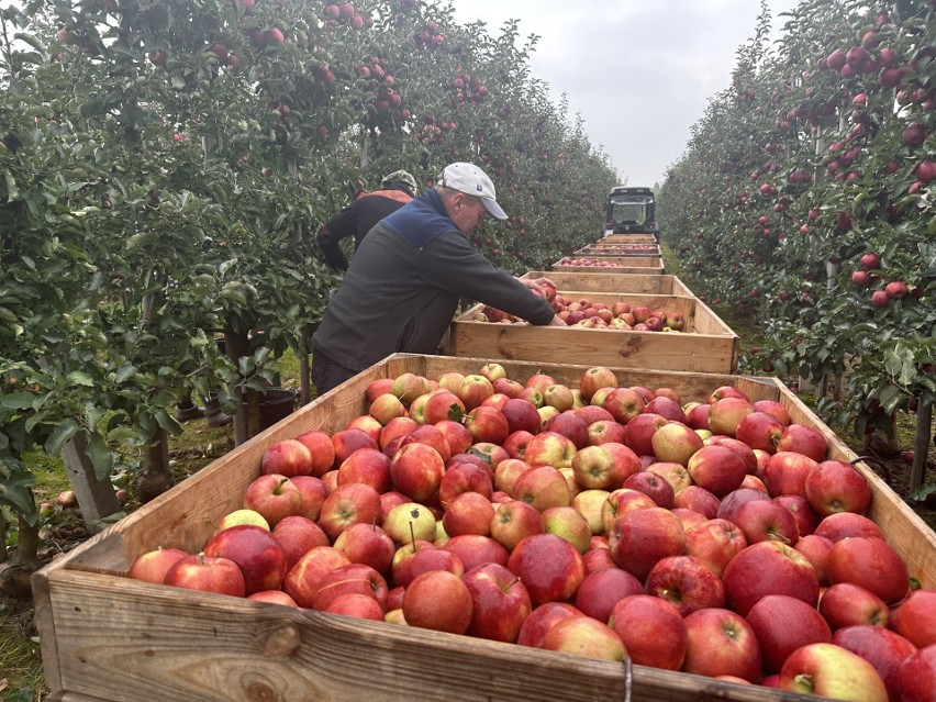  Jabłkowe żniwa na finiszu. W sandomierskich sadach zbiory są gorsze niż przed rokiem, ale sadownicy zadowoleni z cen. Zobacz zdjęcia