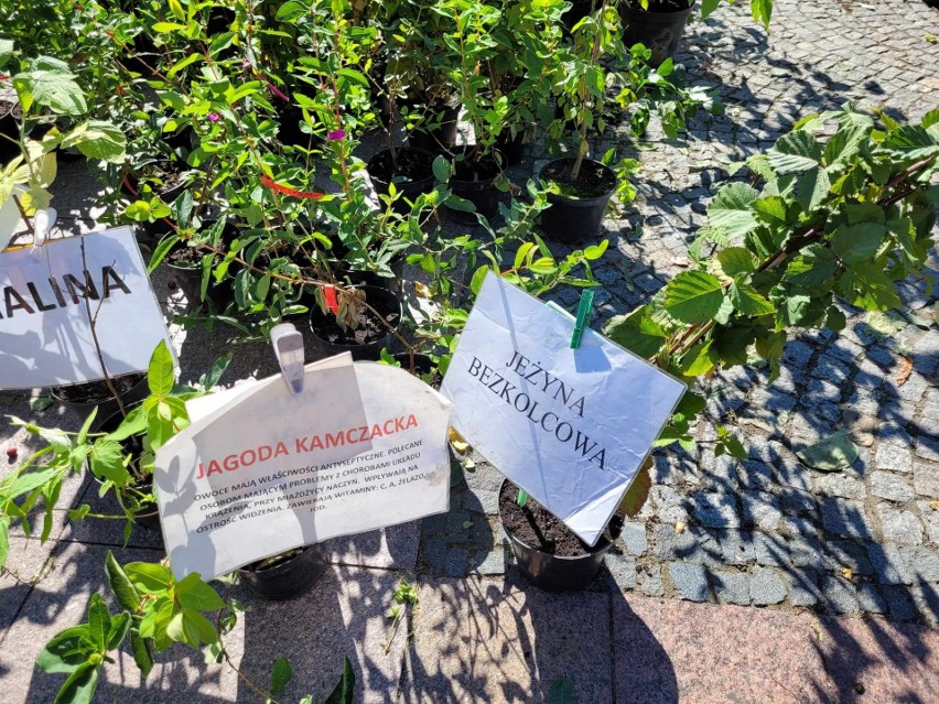 Jarmark ogrodniczy "Kresowy ogród" w Białymstoku