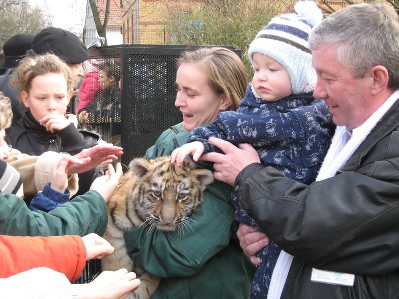 Dwa lata temu noworodki tygrysiątka można było pogłaskać,...