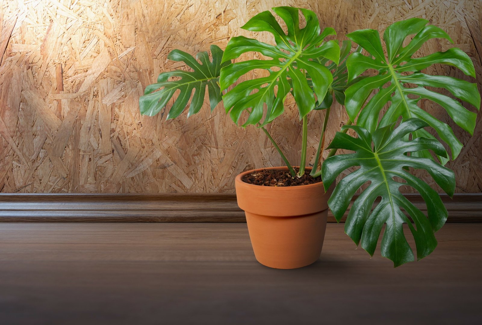philodendron gloriosum big Philodendron Gloriosum Variegated Big size – Lucky Plants Thailand