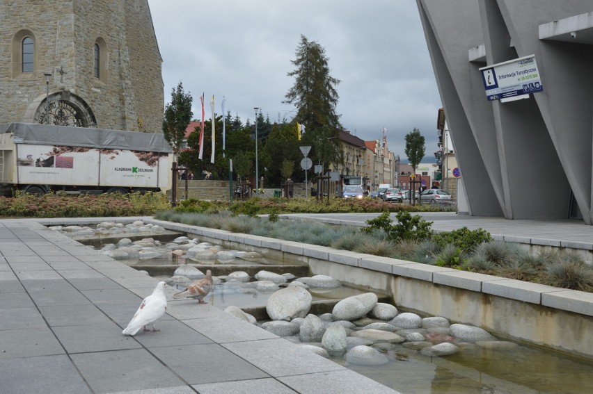 Limanowa. Kontrowersyjna wypowiedź. Miłośnicy zwierząt chcą wyjaśnień od Rady Miasta. Lubią zwierzęta, ale tylko na talerzu 