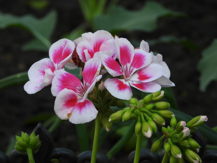 Pelargonia...