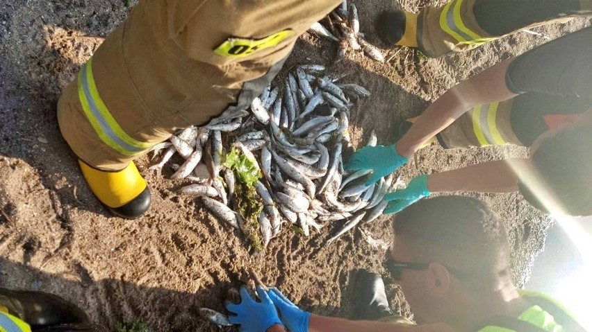 Pół tony śniętych ryb wyłowiono z jeziora Łaśmiady na Mazurach. To prawdopodobnie przyducha [ZDJĘCIA] 