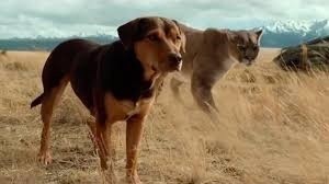 Kino Jędrzejowskiego Centrum Kultury zaprasza na filmy „O psie, który wrócił do domu”, „Planeta Singli 3” i „Mia i biały lew”
