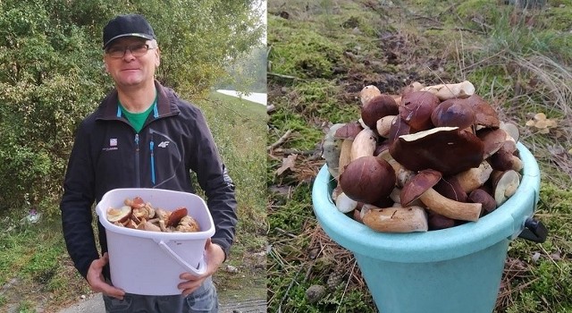 Trwa grzybobranie w powiecie pińczowskim. Na zdjęciu Przemysław Sosień.