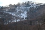 Powstaje petycja do ministra klimatu w sprawie ochrony lasów wokół Bielska-Białej