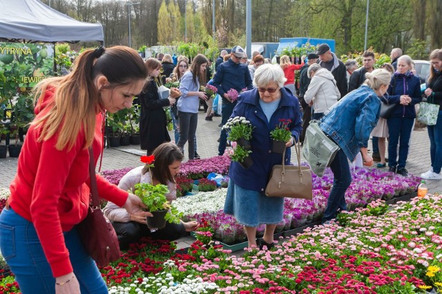 Wydarzenie przy ul. Toruńskiej potrwa dwa dni - do niedzieli (7 kwietnia). Już w pierwszym dniu na miłośników zieleni czekali producenci i handlowcy oferujący różnorodne rośliny do ogrodu, na działkę lub na balkon. 