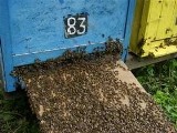 Pszczoły pożądliły dziewięć osób koło Koszalina
