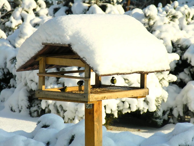 Leśniczy uczulają, że rozpoczęte dokarmianie ptaków należy kontynuować przez całą zimę
